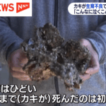 う瀬戸内海では、牡蠣の養殖は無理かもしれませんね。