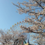 日本人は、桜が好きなのですね～。